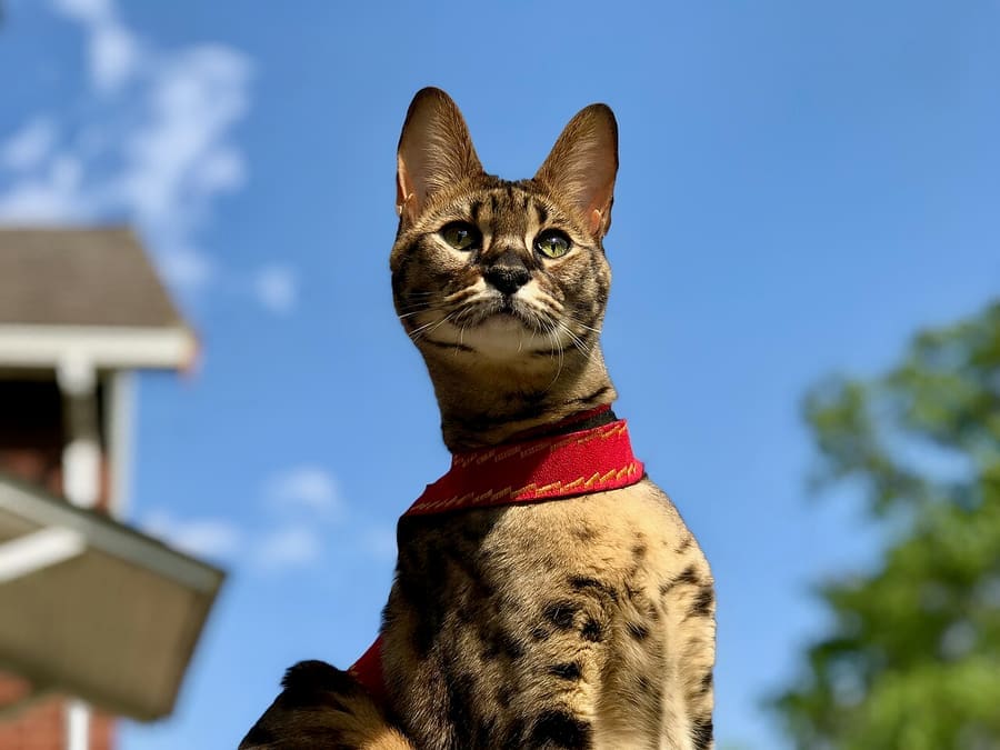 Savannah — foto 2
