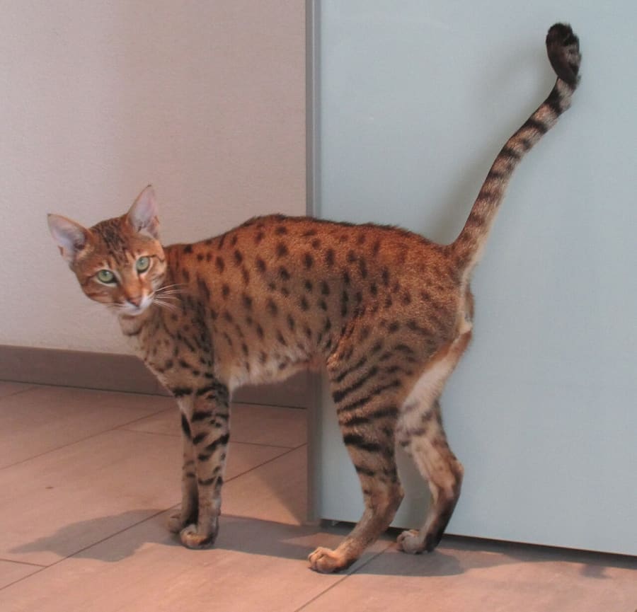 Savannah