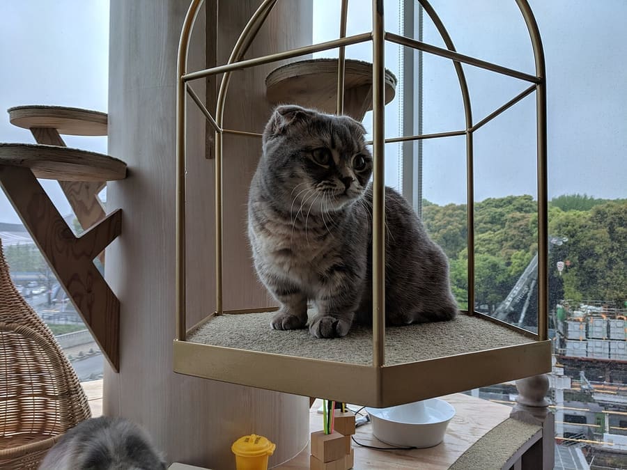 Scottish Fold — foto 2