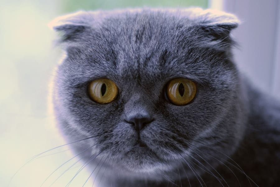 Scottish Fold — foto 3