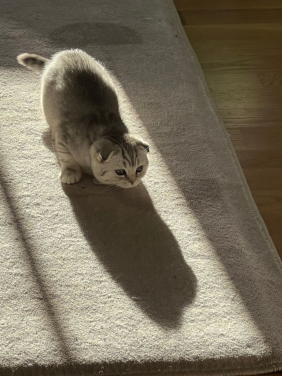 Scottish Fold