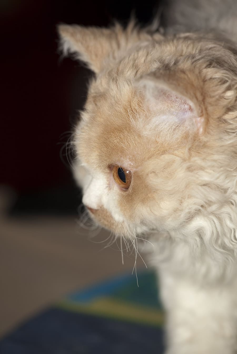 Selkirk Rex — foto 1