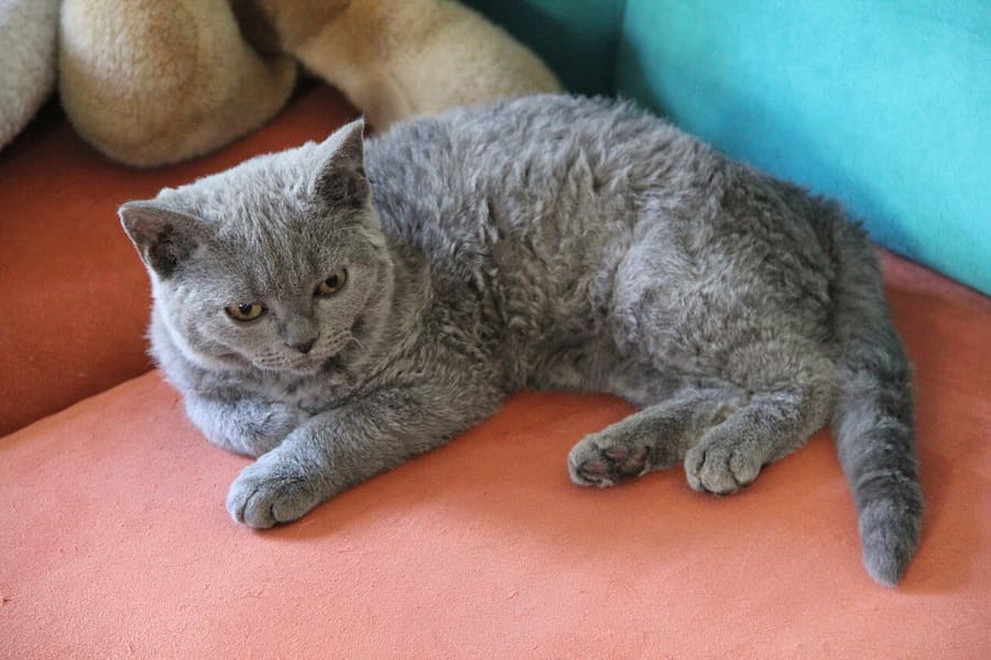 Selkirk Rex — foto 2