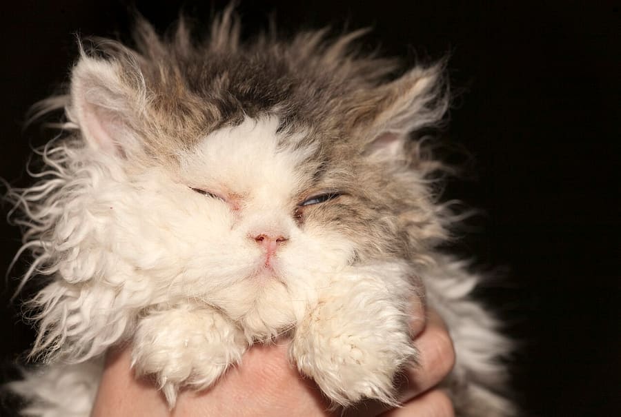 Selkirk Rex — foto 3