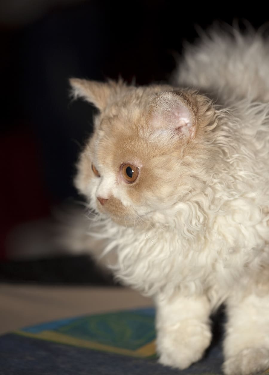 Selkirk Rex