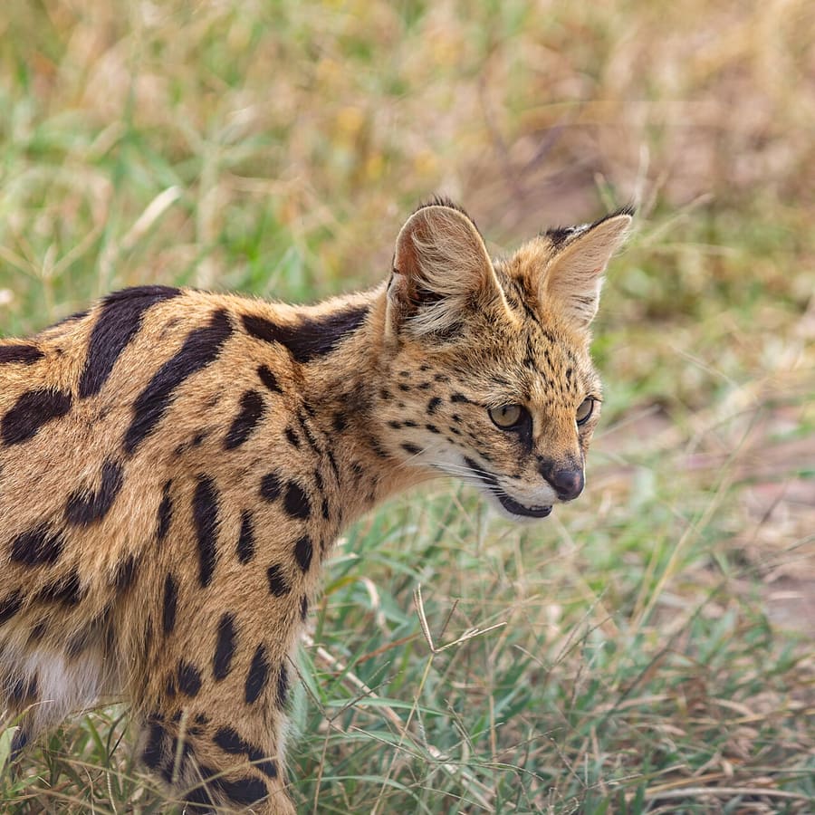 Serval — foto 1