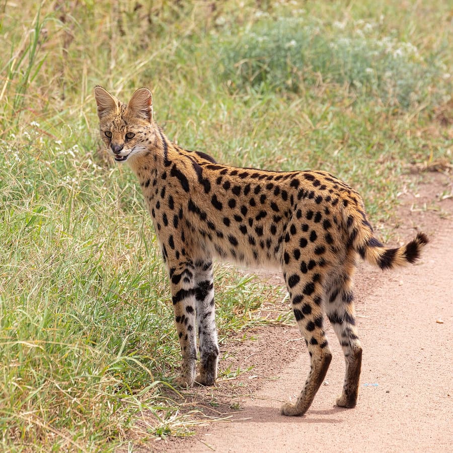 Serval — foto 2