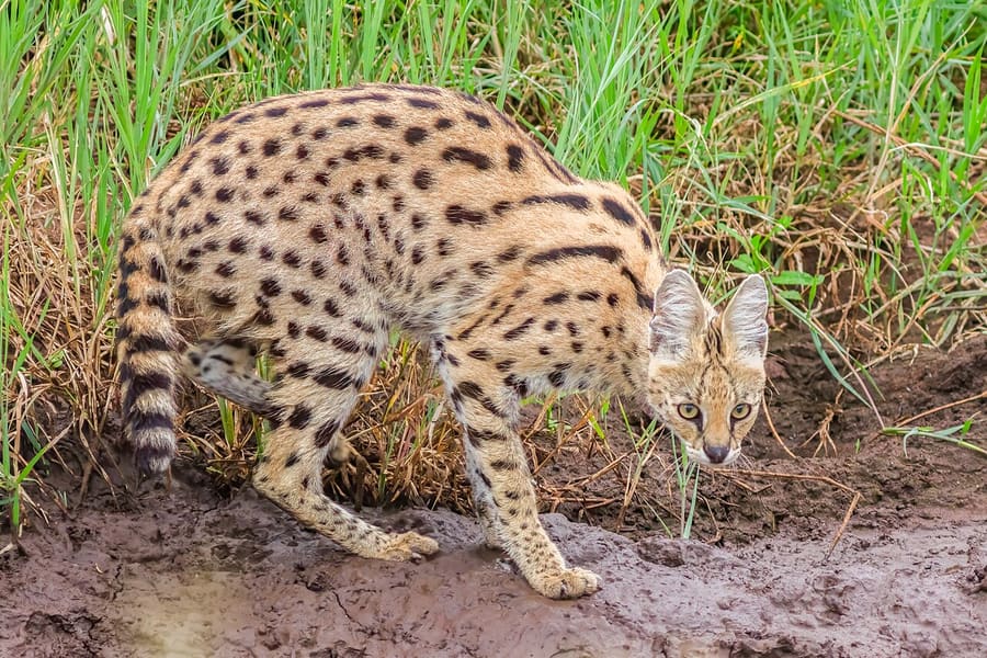 Serval — foto 3