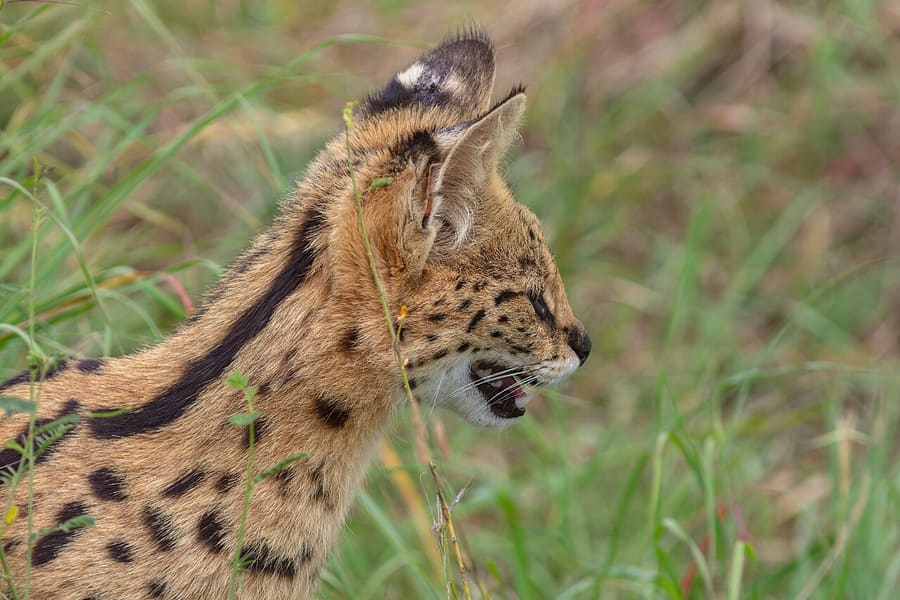 Serval