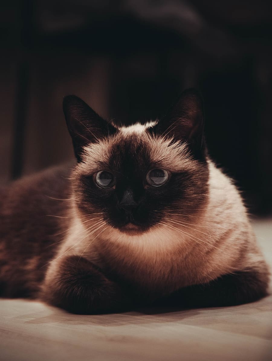 Siamese — foto 1