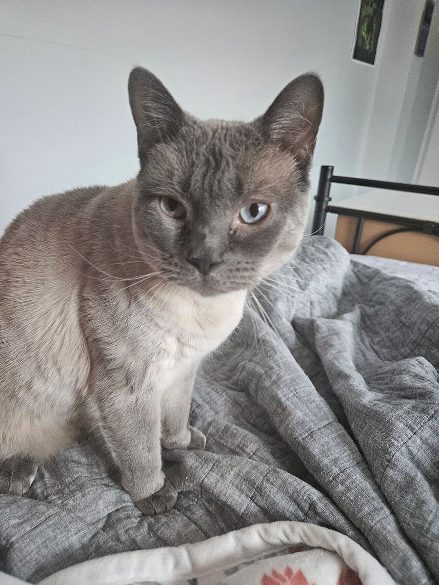 Siamese — foto 3