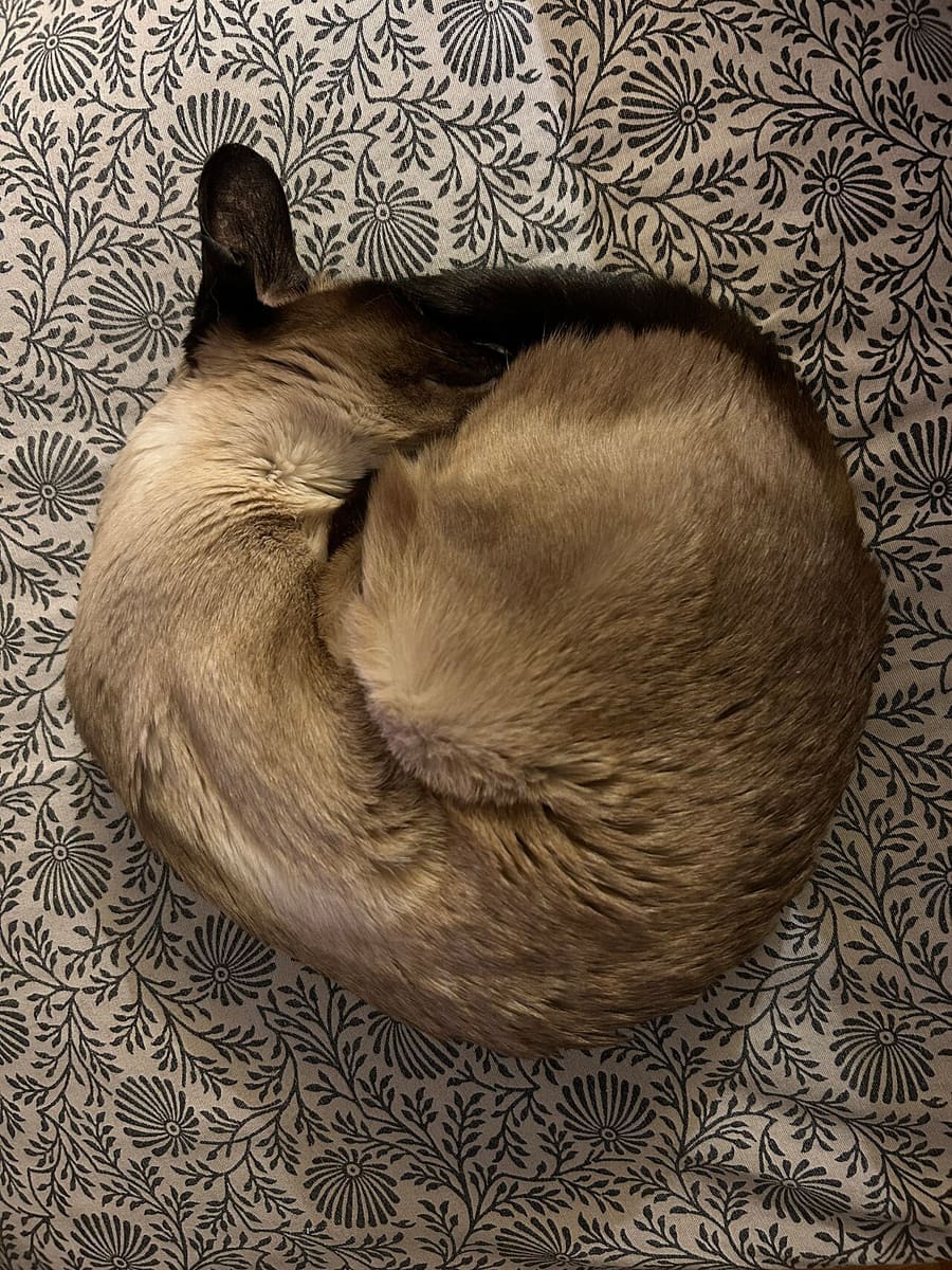 Siamese