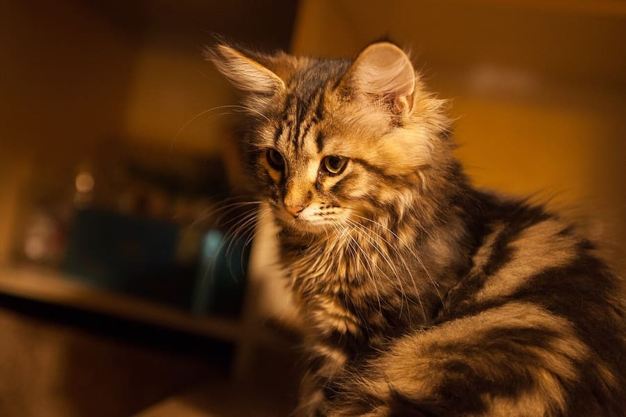 Siberian — foto 1