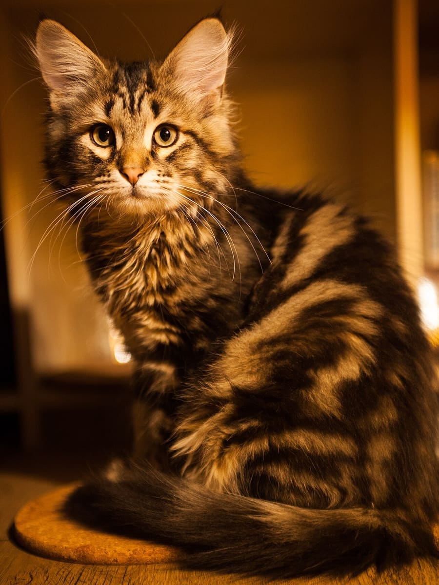 Siberian — foto 2
