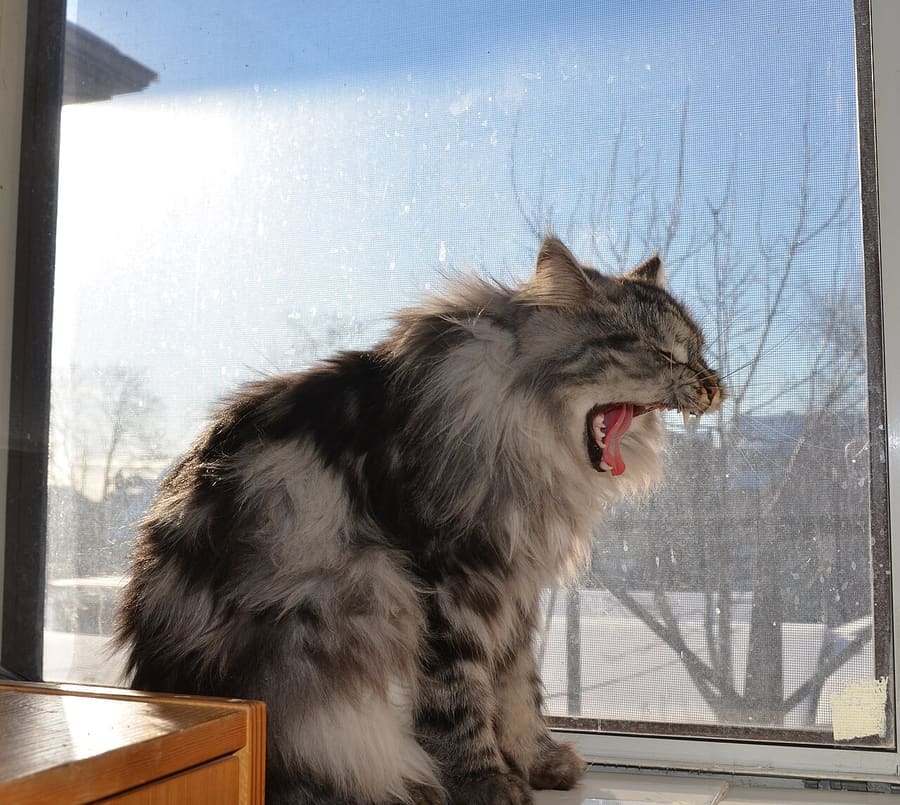 Siberian — foto 3