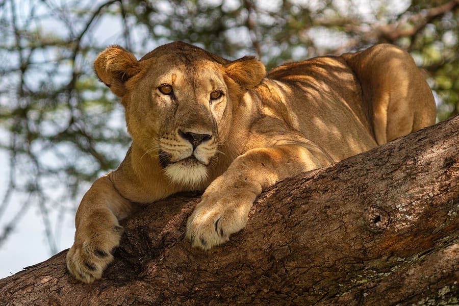 Singa