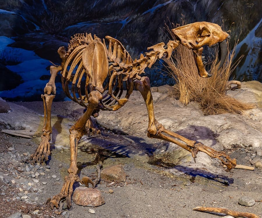 Kerangka fosil S. fatalis di Royal Tyrrell Museum, Alberta, Kanada