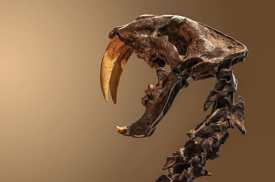Tengkorak fosil Smilodon di Museu de Zoologia, Universidade de São Paulo