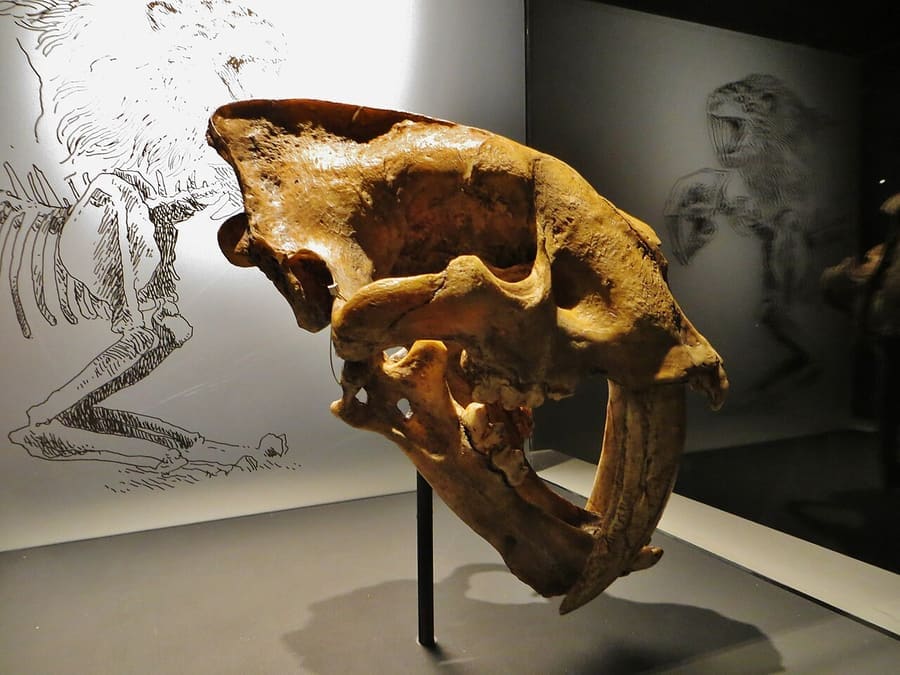 Tengkorak fosil S. fatalis californicus di pameran museum