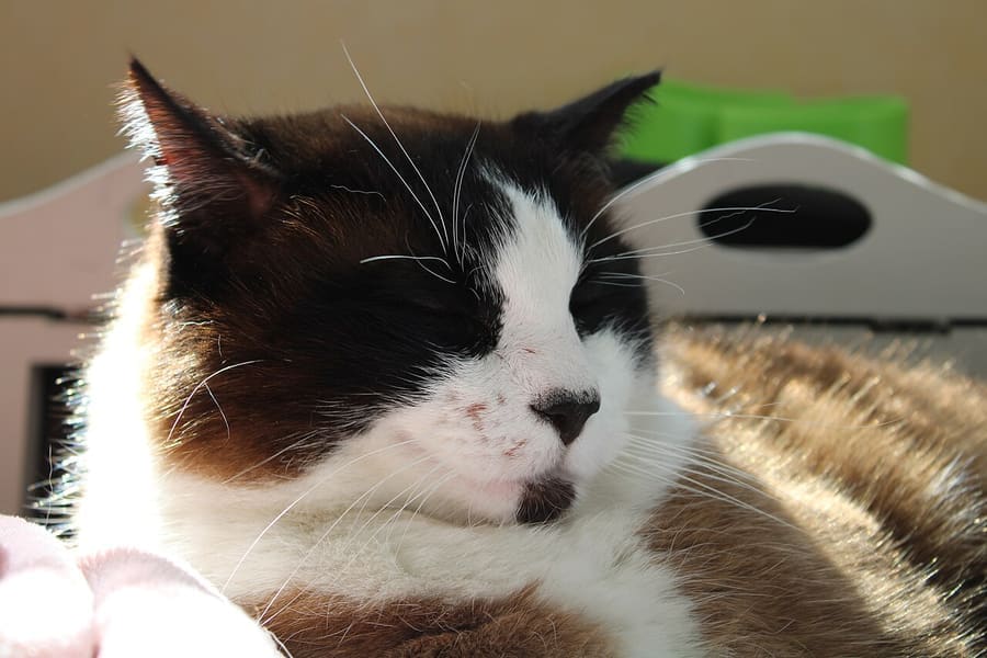 Snowshoe — foto 1