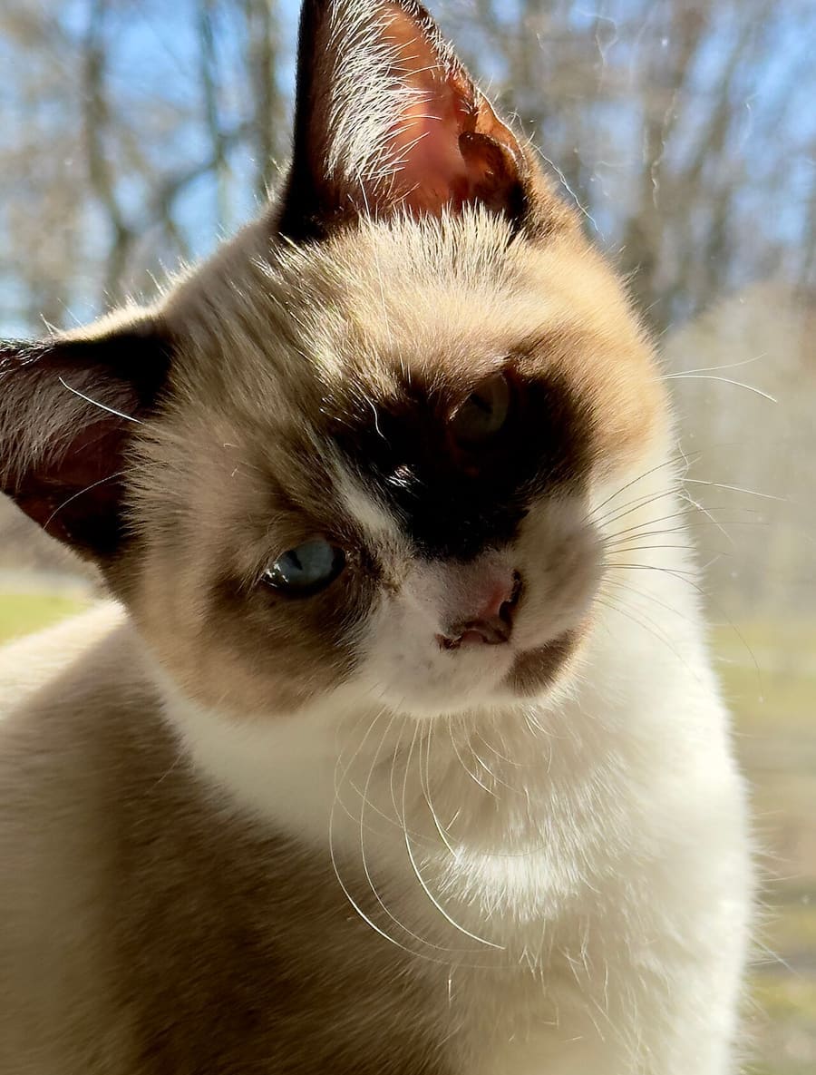 Snowshoe — foto 2