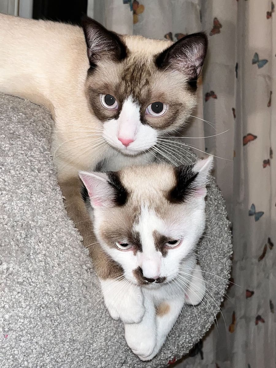 Snowshoe — foto 3