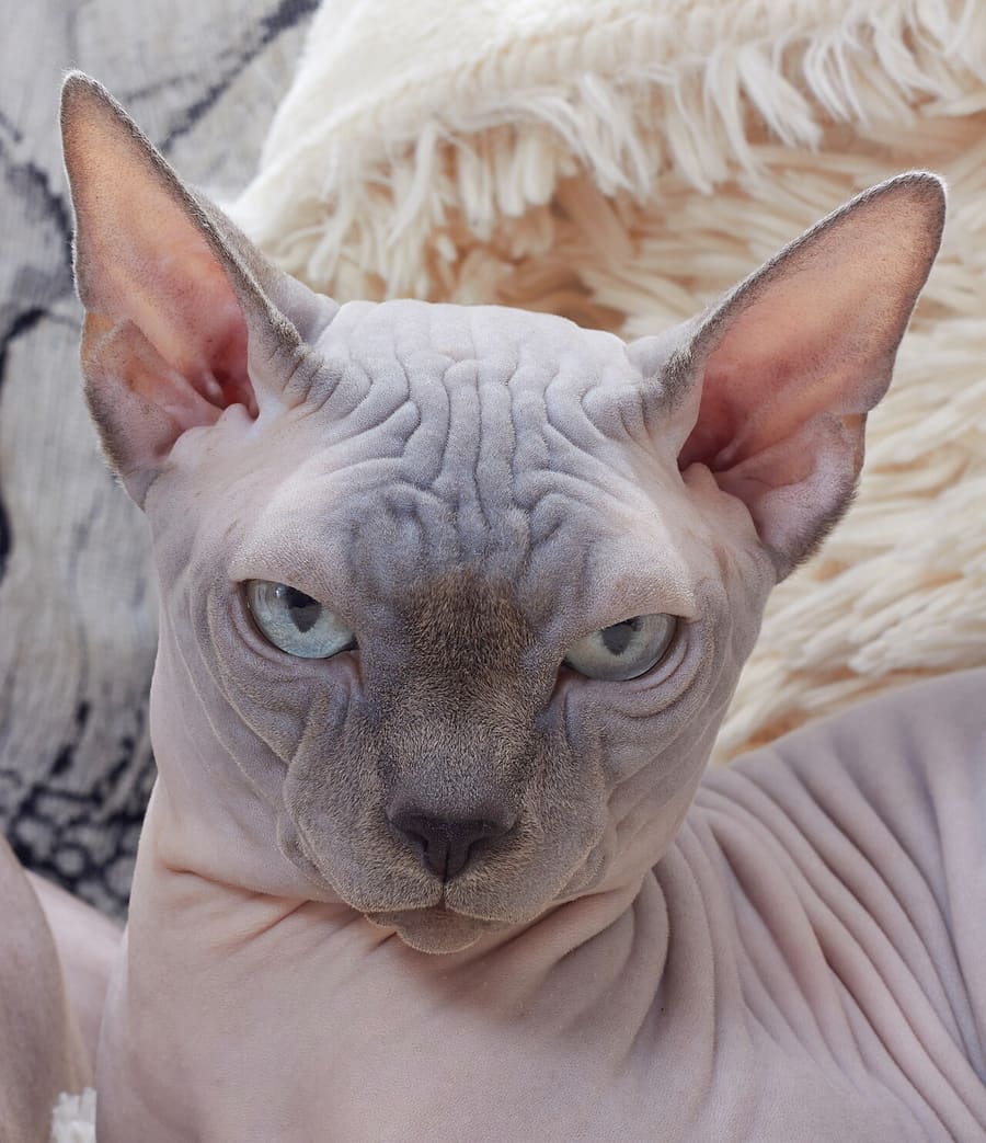 Sphynx — foto 1