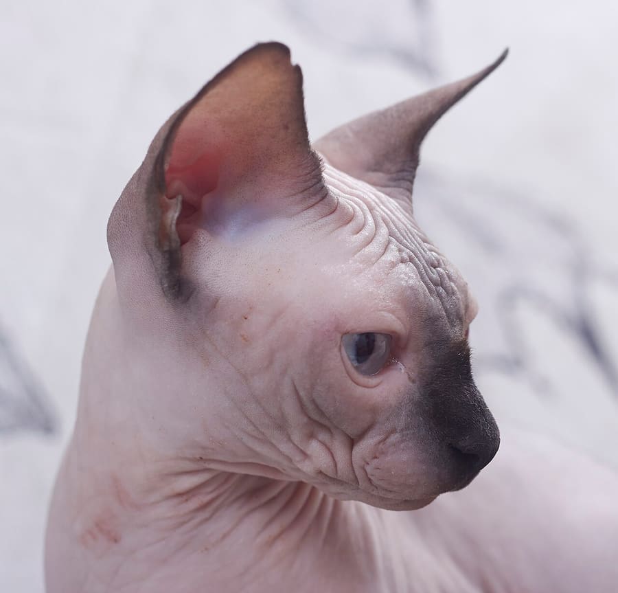 Sphynx — foto 2