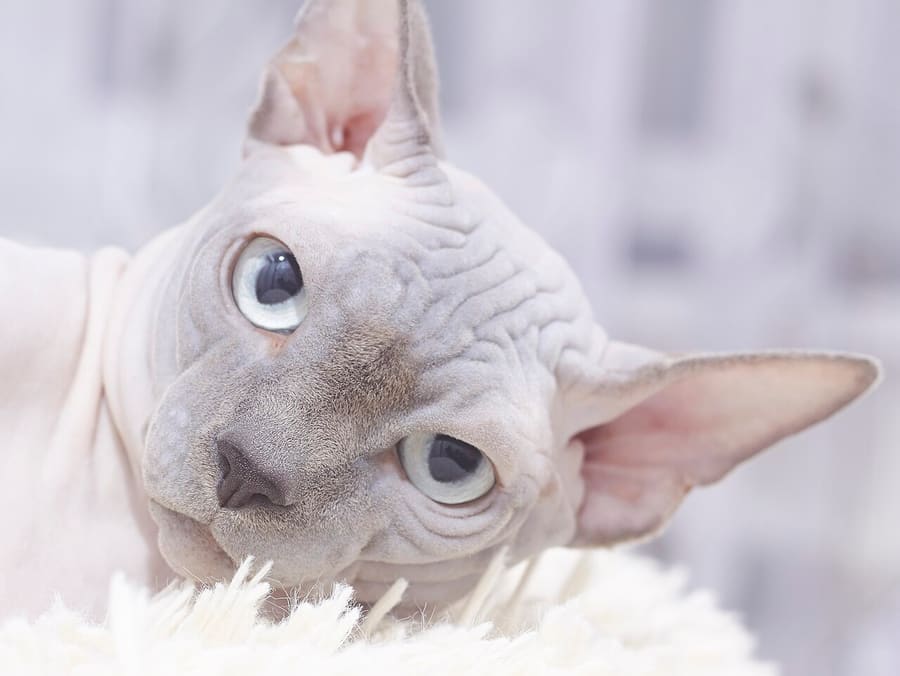 Sphynx — foto 3