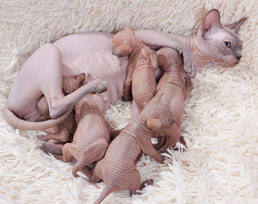Sphynx