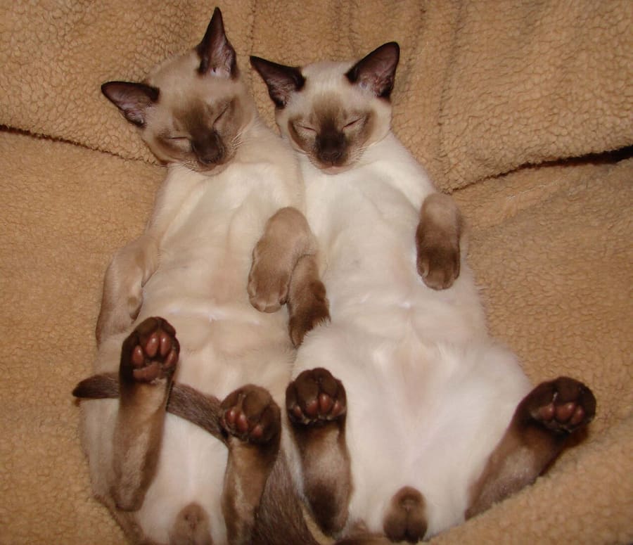 Tonkinese — foto 1