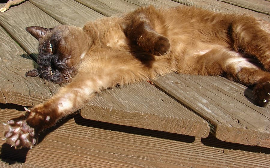 Tonkinese — foto 2