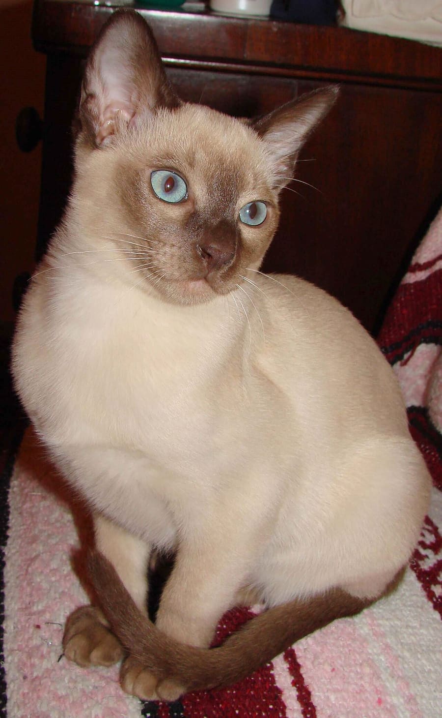 Tonkinese — foto 3