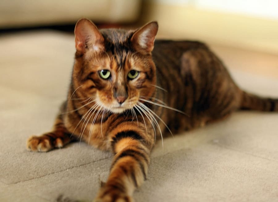 Toyger — foto 1