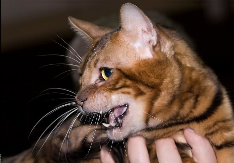 Toyger — foto 2