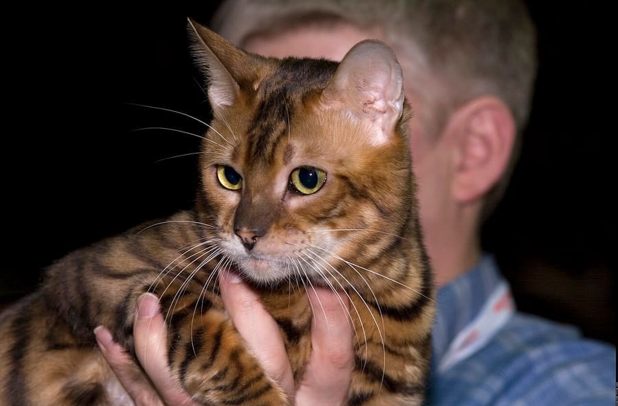 Toyger — foto 3
