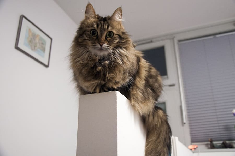 Turkish Angora — foto 1