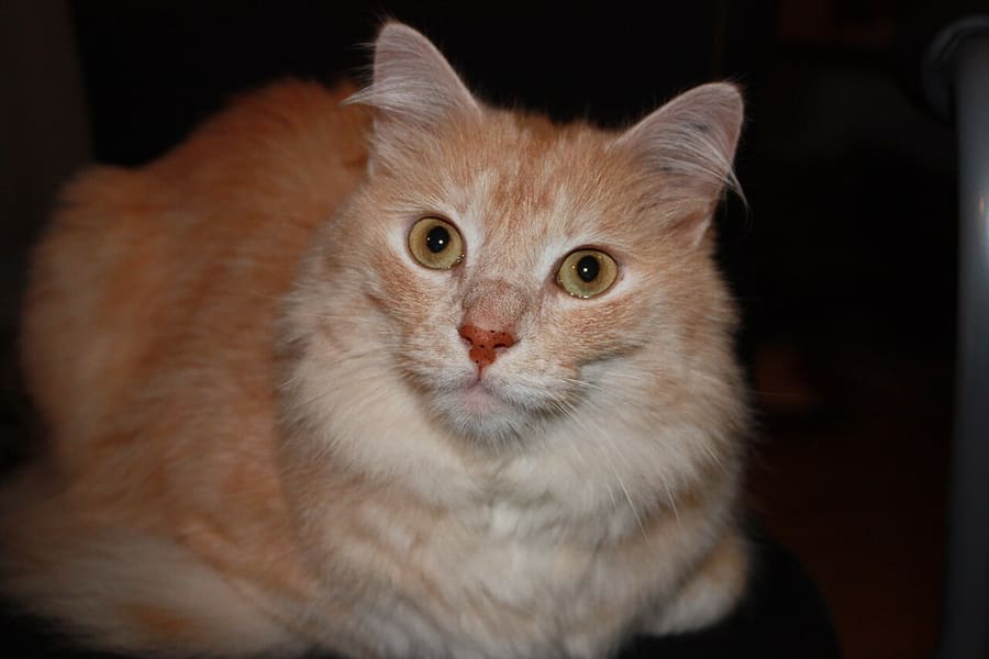 Turkish Angora — foto 2