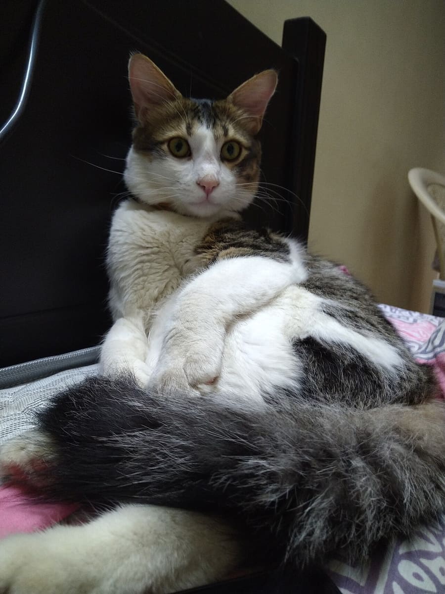 Turkish Angora — foto 3