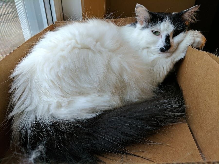 Turkish Van — foto 1