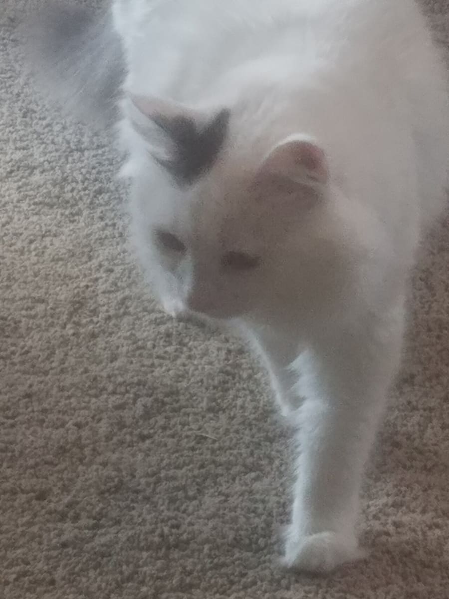 Turkish Van — foto 2