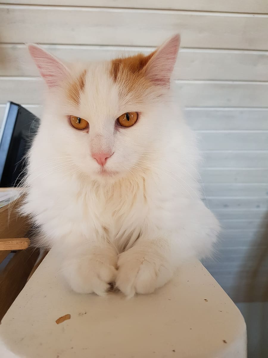 Turkish Van — foto 3