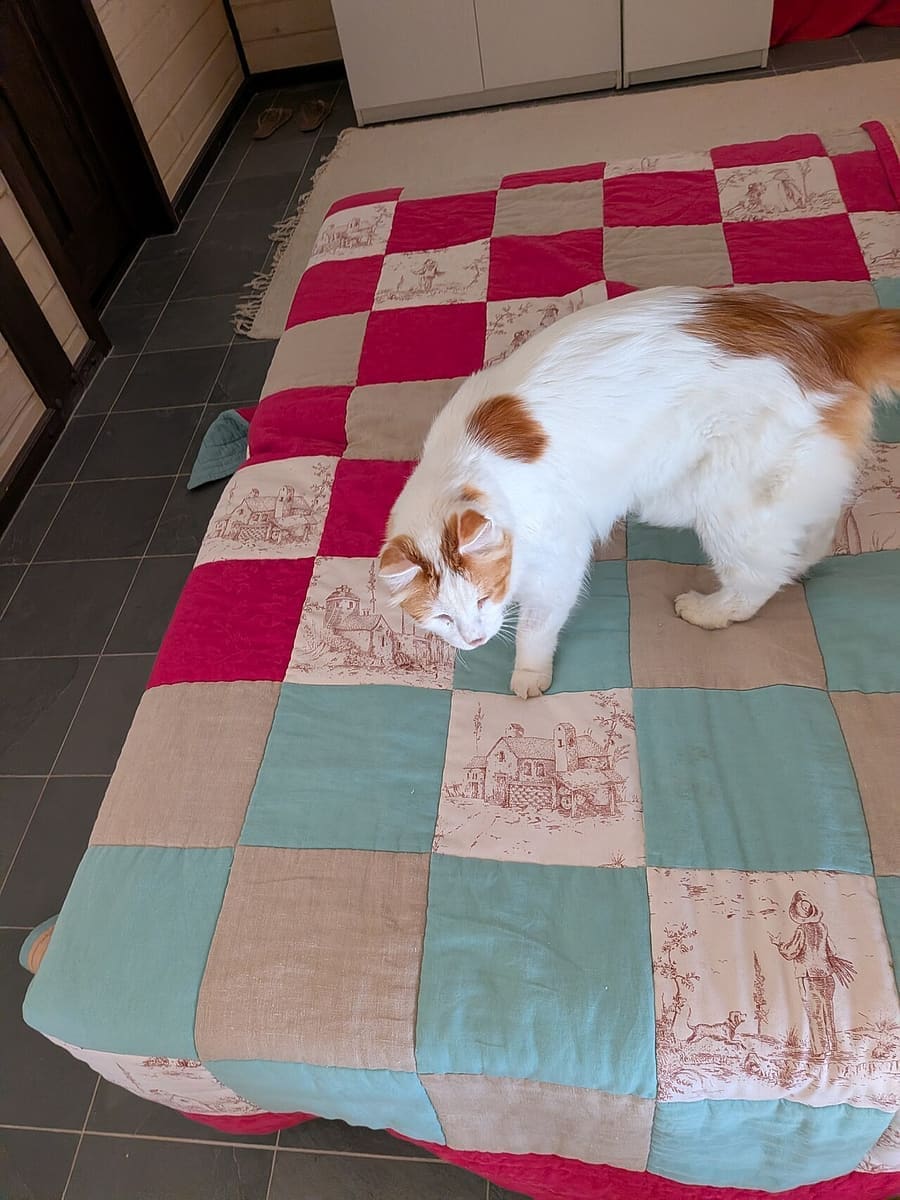 Turkish Van
